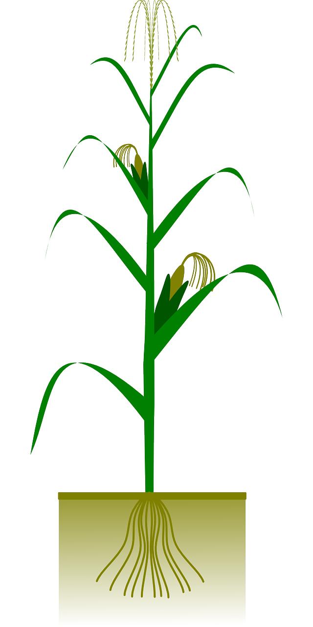 Detail Animasi Jagung Nomer 43