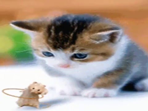 Detail Animasi Kucing Kartun Bergerak Nomer 35