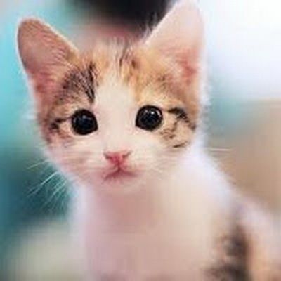 Detail Animasi Kucing Kartun Bergerak Nomer 49