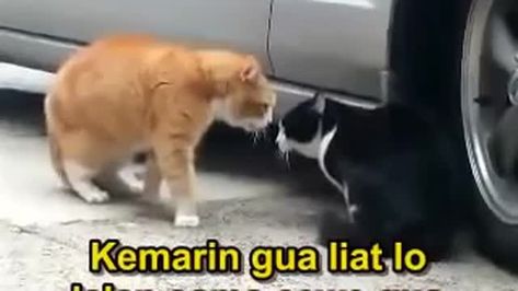 Detail Animasi Kucing Kartun Bergerak Nomer 53