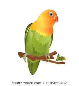 Detail Animasi Lovebird Bergerak Nomer 5