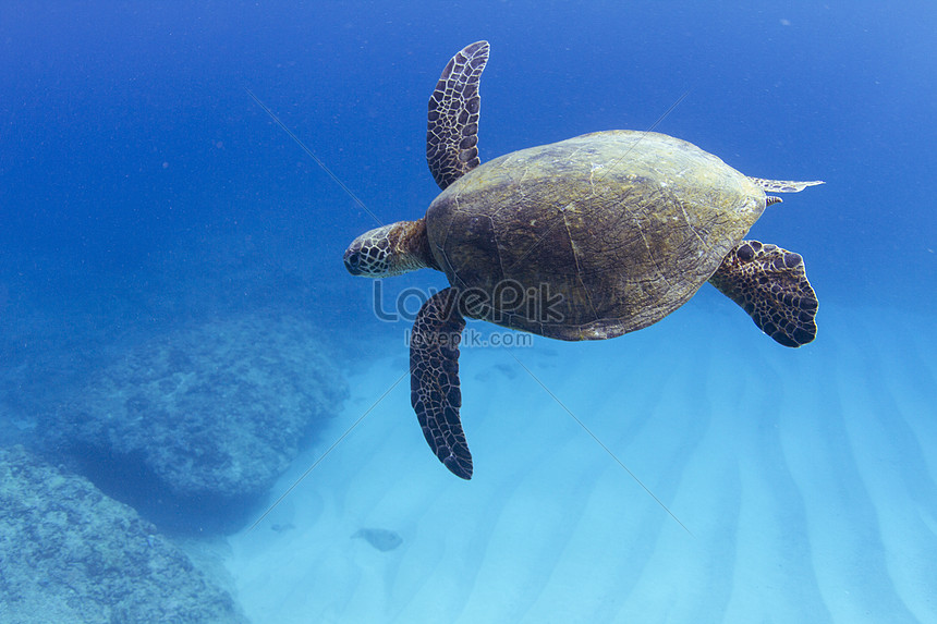 Detail Animasi Pemandangan Bawah Laut Bergerak Nomer 41