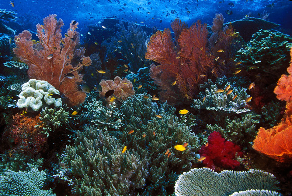 Detail Animasi Pemandangan Bawah Laut Bergerak Nomer 46