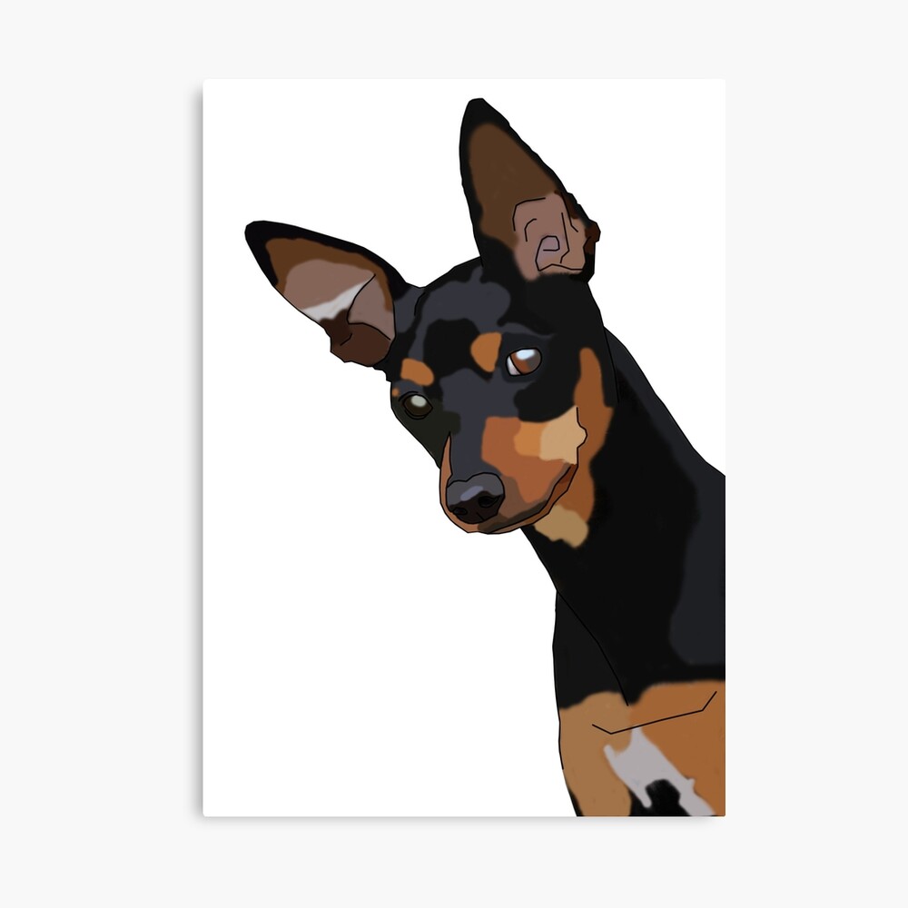 Baby Pinscher - KibrisPDR