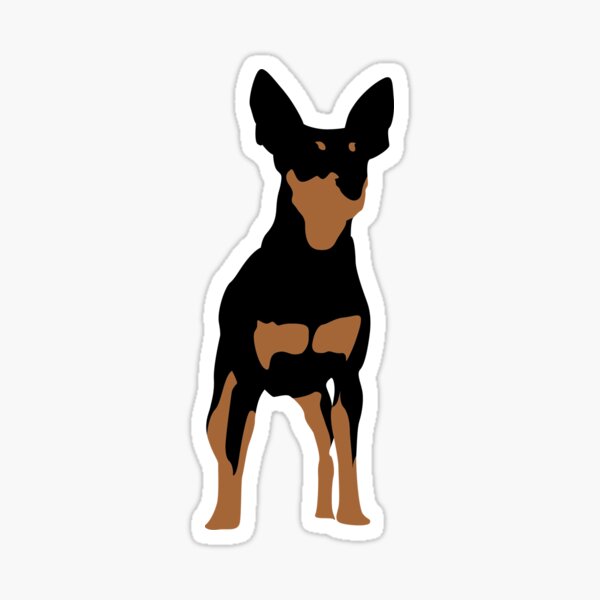 Detail Baby Pinscher Nomer 14