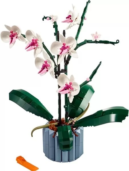 Detail Bunte Orchideen Nomer 18