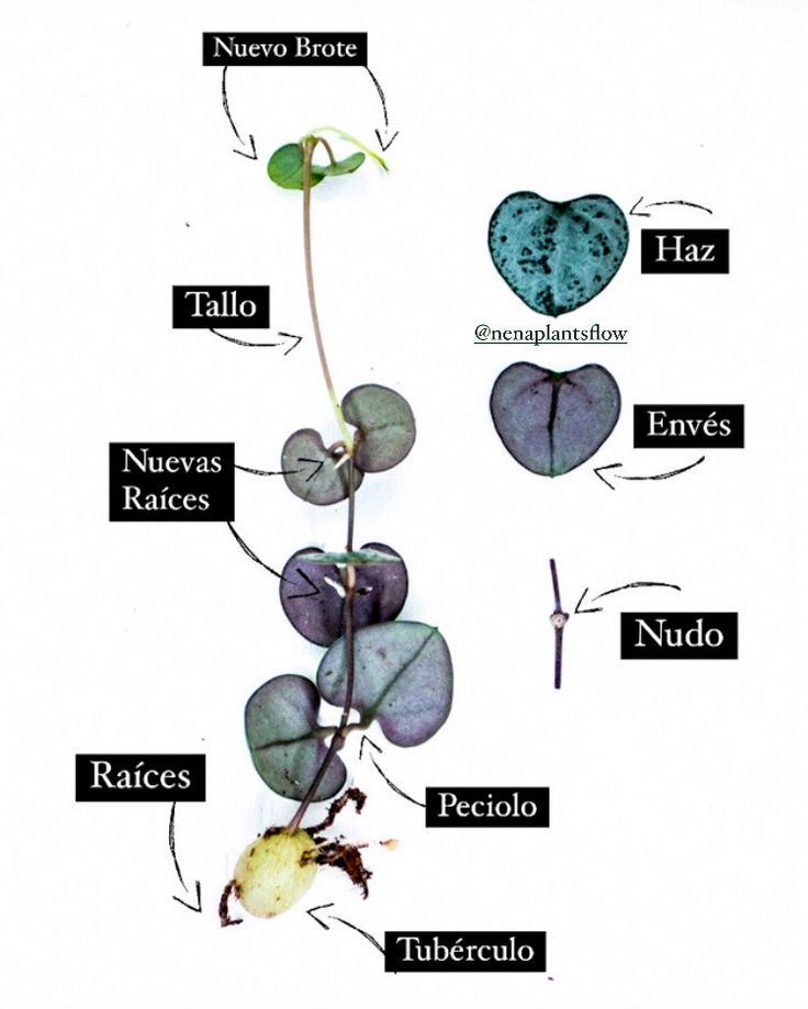 Detail Ceropegia Woodii Variegata Nomer 12