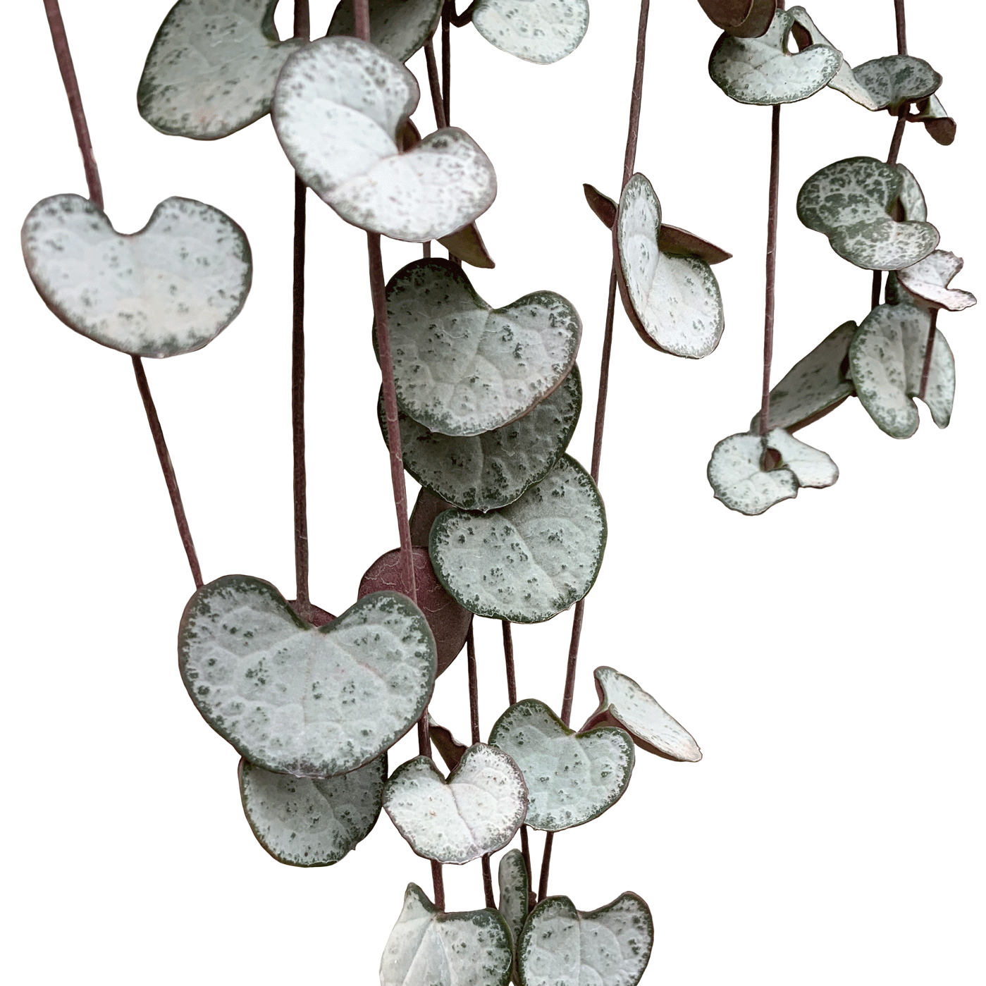 Detail Ceropegia Woodii Variegata Nomer 15