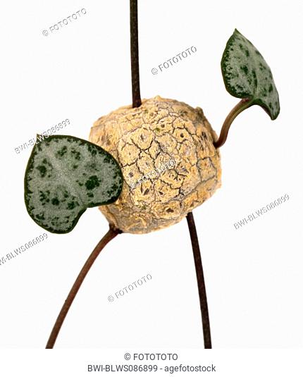 Detail Ceropegia Woodii Variegata Nomer 9