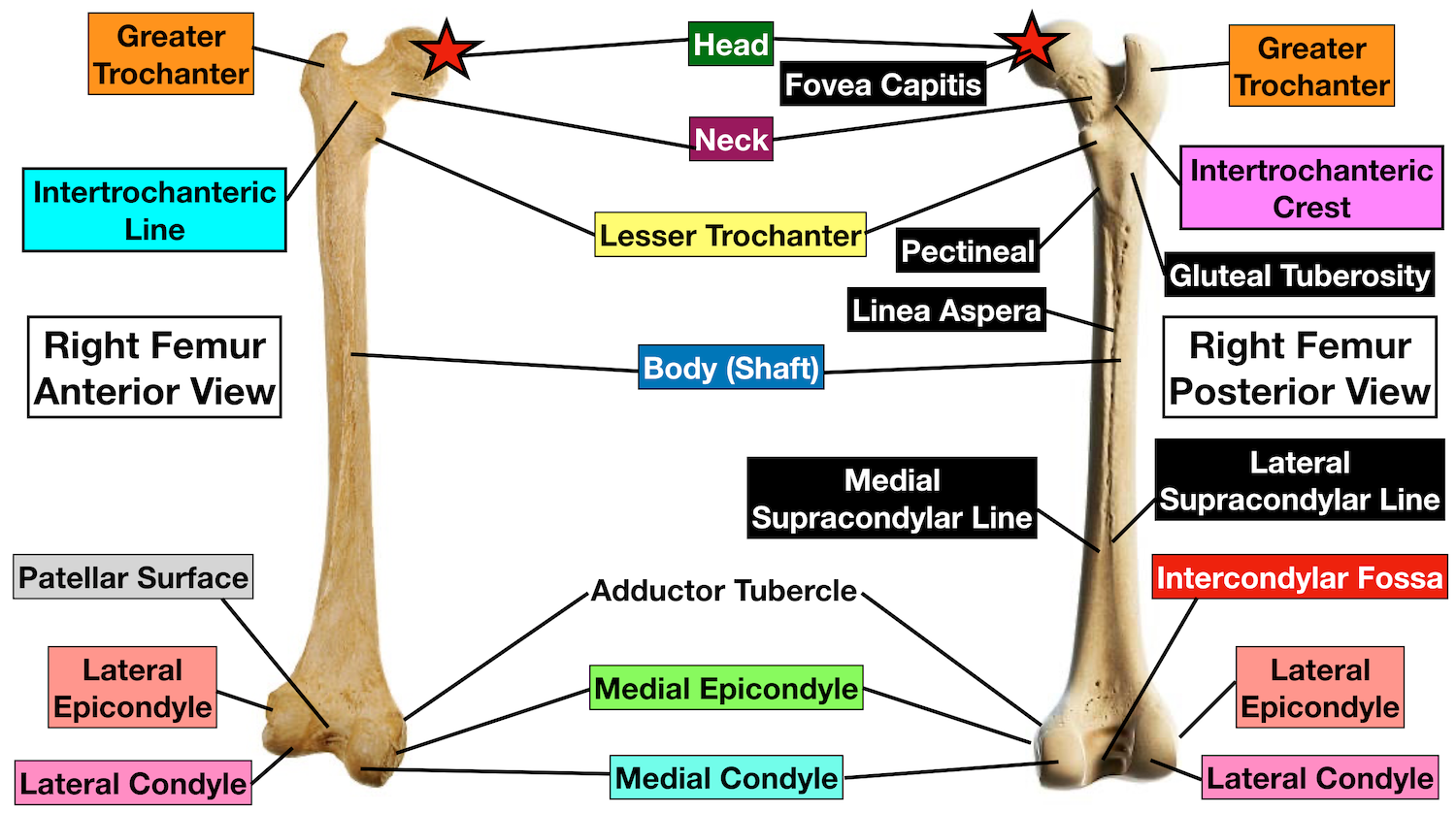 Femur Anatomie - KibrisPDR