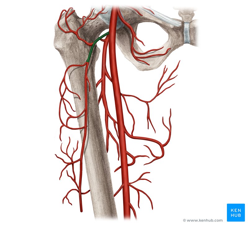 Detail Femur Anatomie Nomer 7