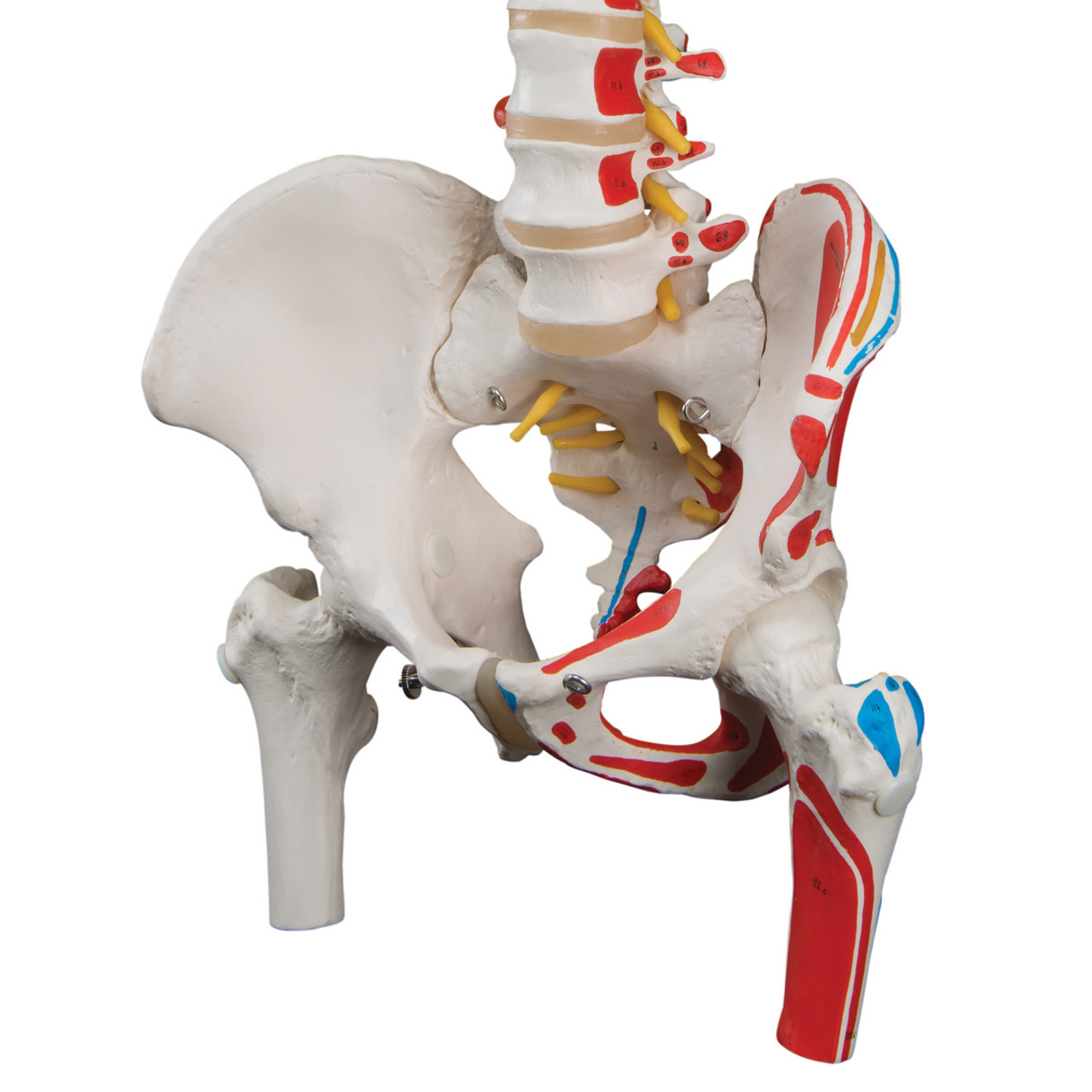 Detail Femur Anatomie Nomer 11