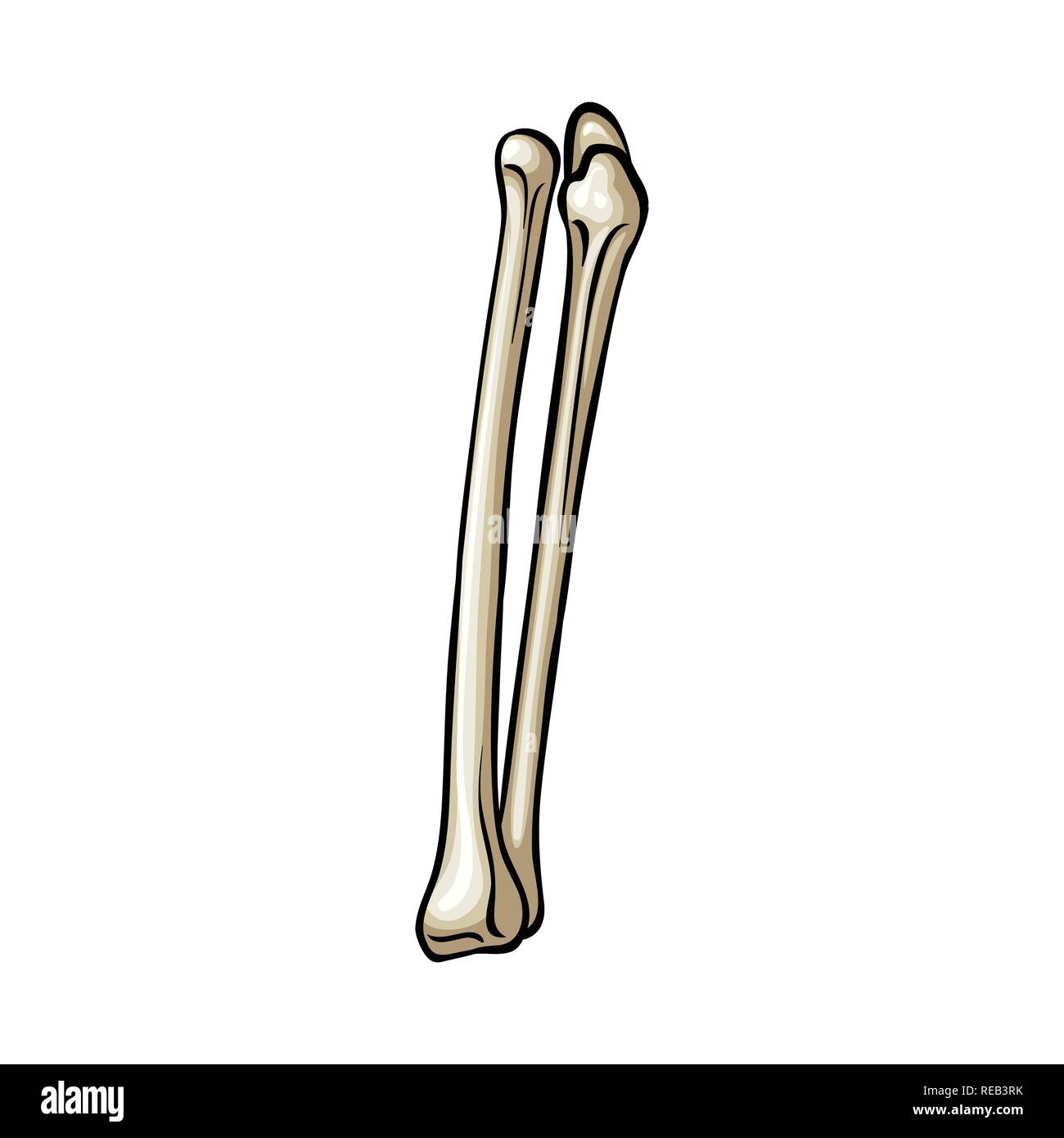 Detail Femur Anatomie Nomer 13