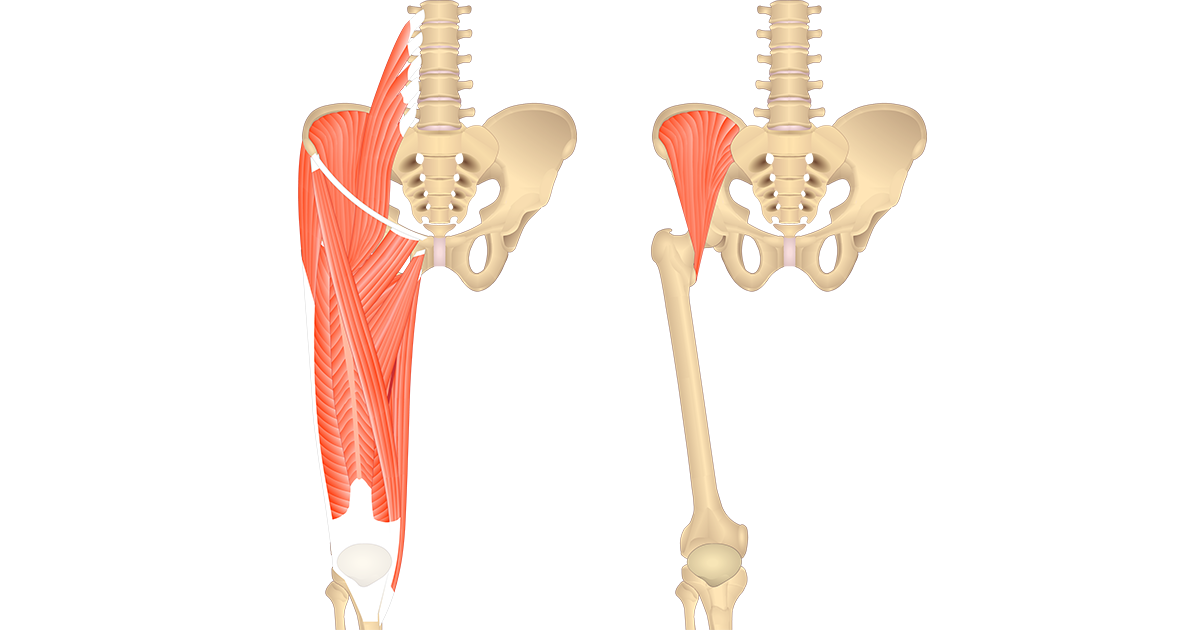 Detail Femur Anatomie Nomer 15