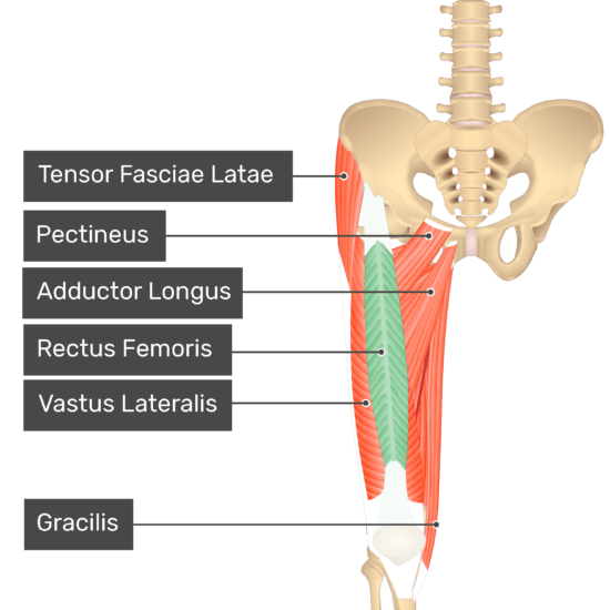 Detail Femur Anatomie Nomer 16