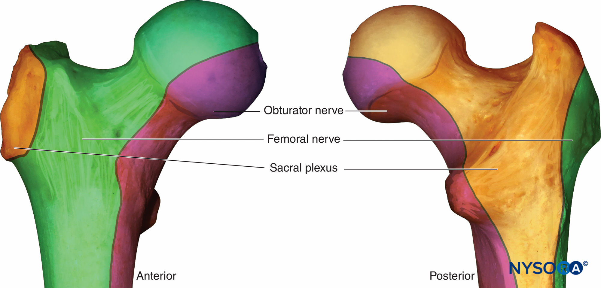 Detail Femur Anatomie Nomer 17