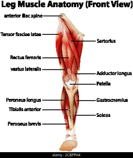 Detail Femur Anatomie Nomer 21