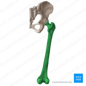 Detail Femur Anatomie Nomer 3