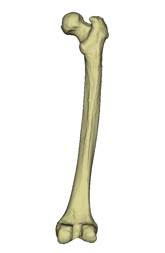 Detail Femur Anatomie Nomer 5