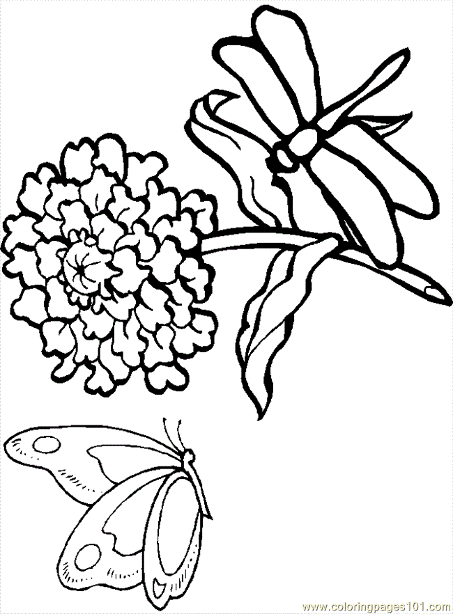 Detail Libelle Ausmalbild Nomer 12