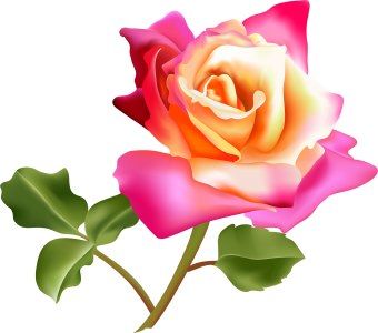 A Rose Is A Beautiful Flower - KibrisPDR