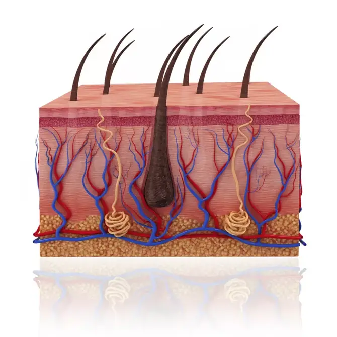 Detail Anatomia Del Cabello Nomer 4