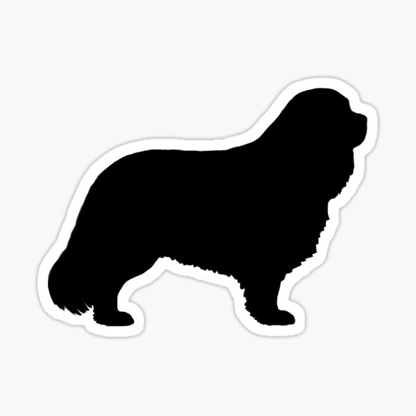 Detail Cavalier King Charles Chihuahua Mix Nomer 9