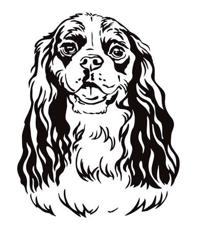 Detail Cavalier King Charles Chihuahua Mix Nomer 16