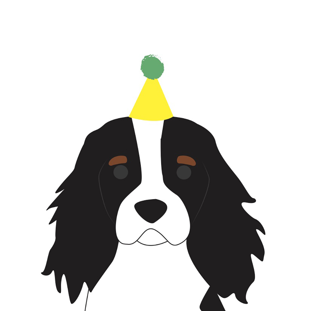 Detail Cavalier King Charles Chihuahua Mix Nomer 19