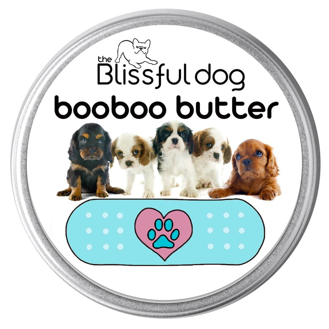 Detail Cavalier King Charles Chihuahua Mix Nomer 21