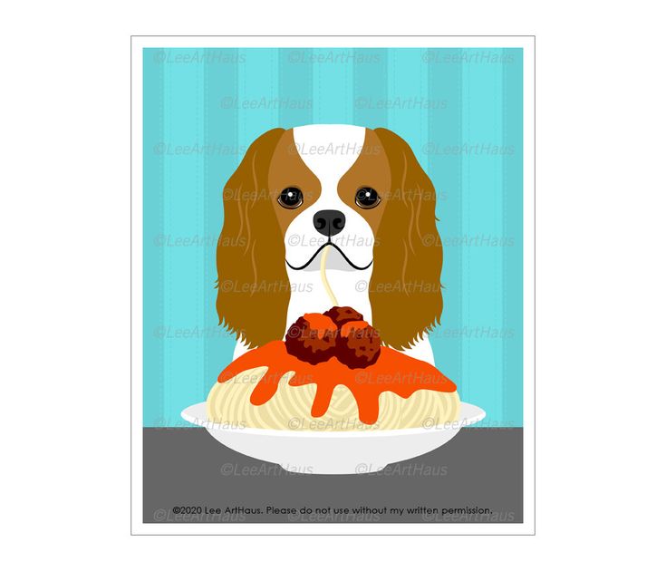 Detail Cavalier King Charles Chihuahua Mix Nomer 22
