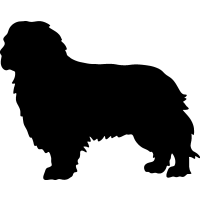 Detail Cavalier King Charles Chihuahua Mix Nomer 25