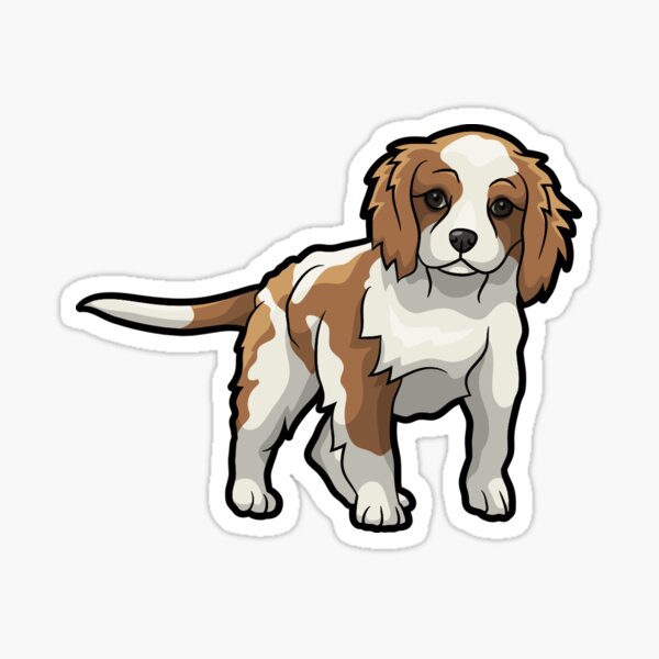Detail Cavalier King Charles Chihuahua Mix Nomer 3