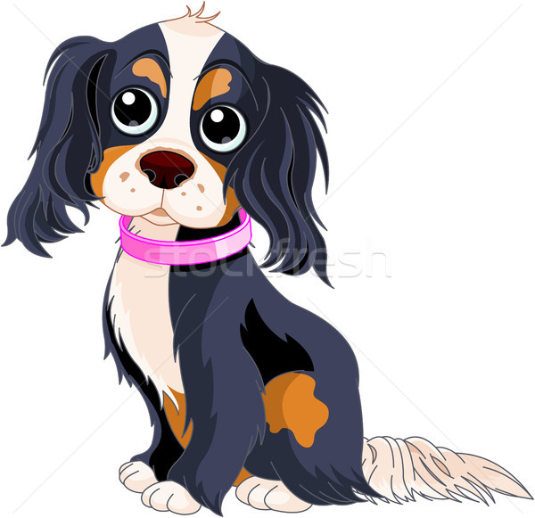 Detail Cavalier King Charles Chihuahua Mix Nomer 5