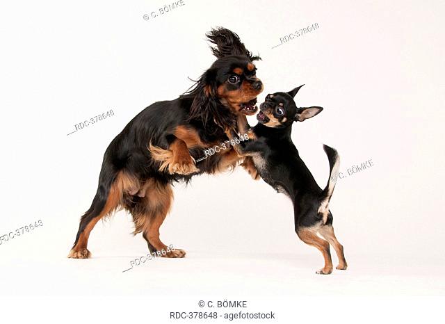 Detail Cavalier King Charles Chihuahua Mix Nomer 6