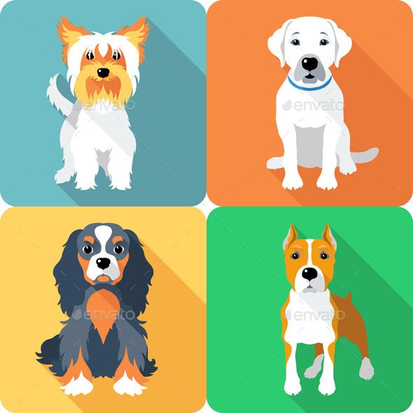 Detail Cavalier King Charles Chihuahua Mix Nomer 7