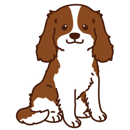 Detail Cavalier King Charles Chihuahua Mix Nomer 8