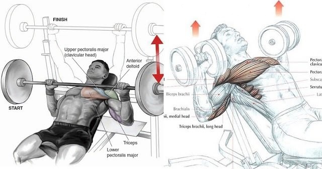 Detail Convert Dumbbell To Barbell Nomer 41