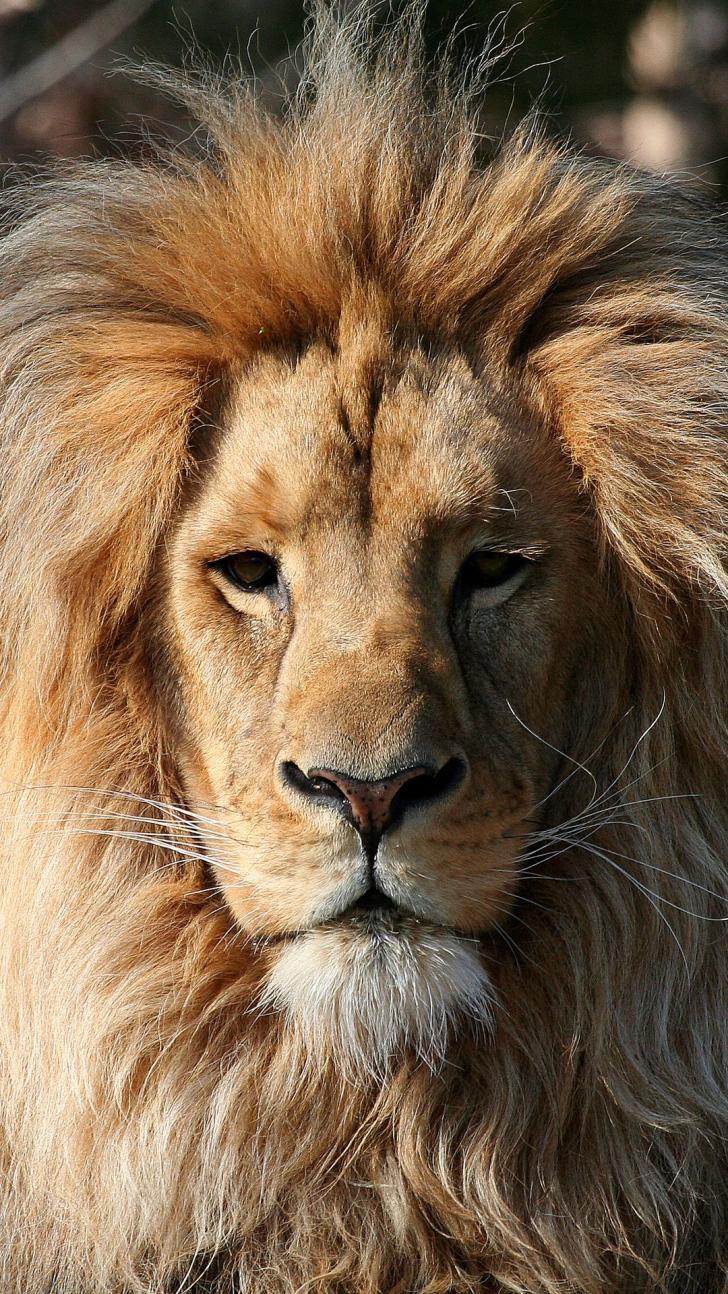 Detail Cool Lion Pics Nomer 36