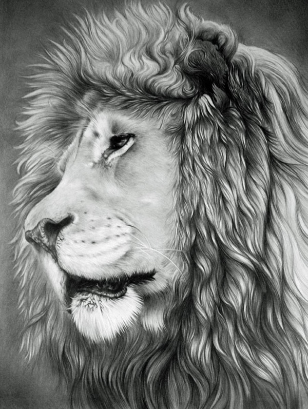 Detail Cool Lion Pics Nomer 54