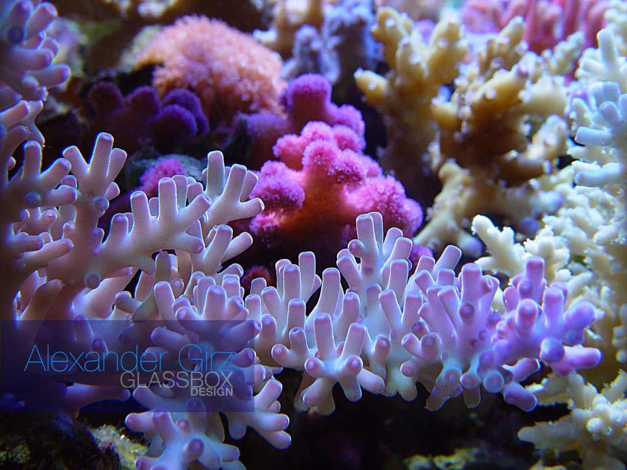 Detail Coral Hd Nomer 51