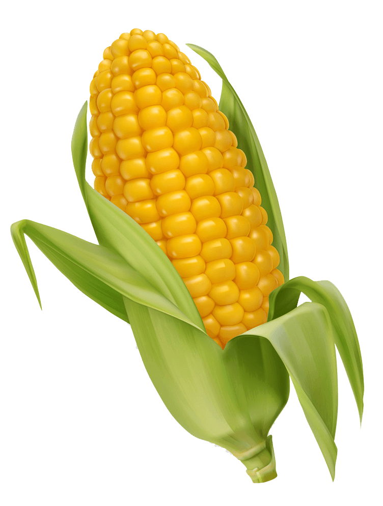 Corn Clipart - KibrisPDR