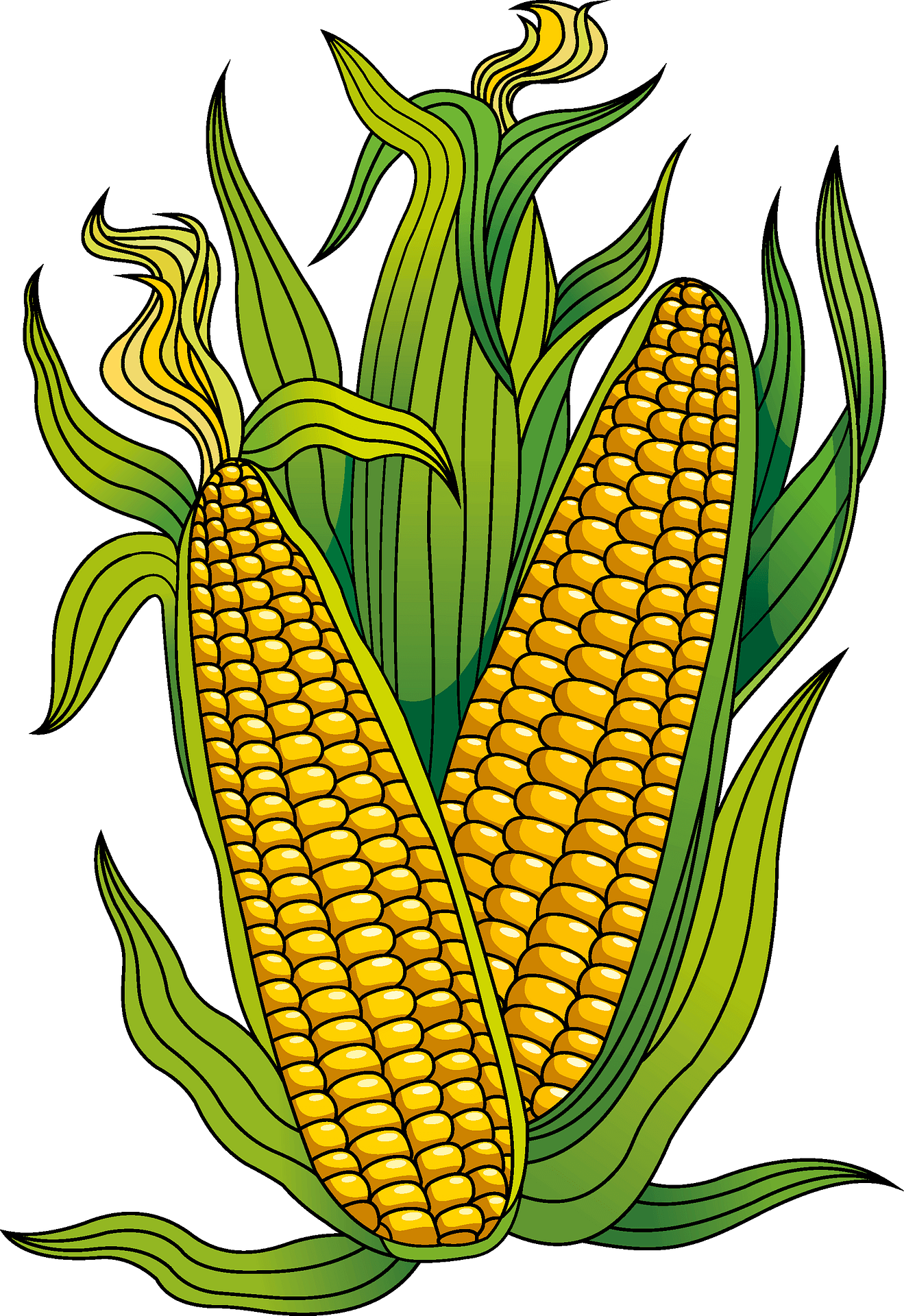 Detail Corn Clipart Nomer 13