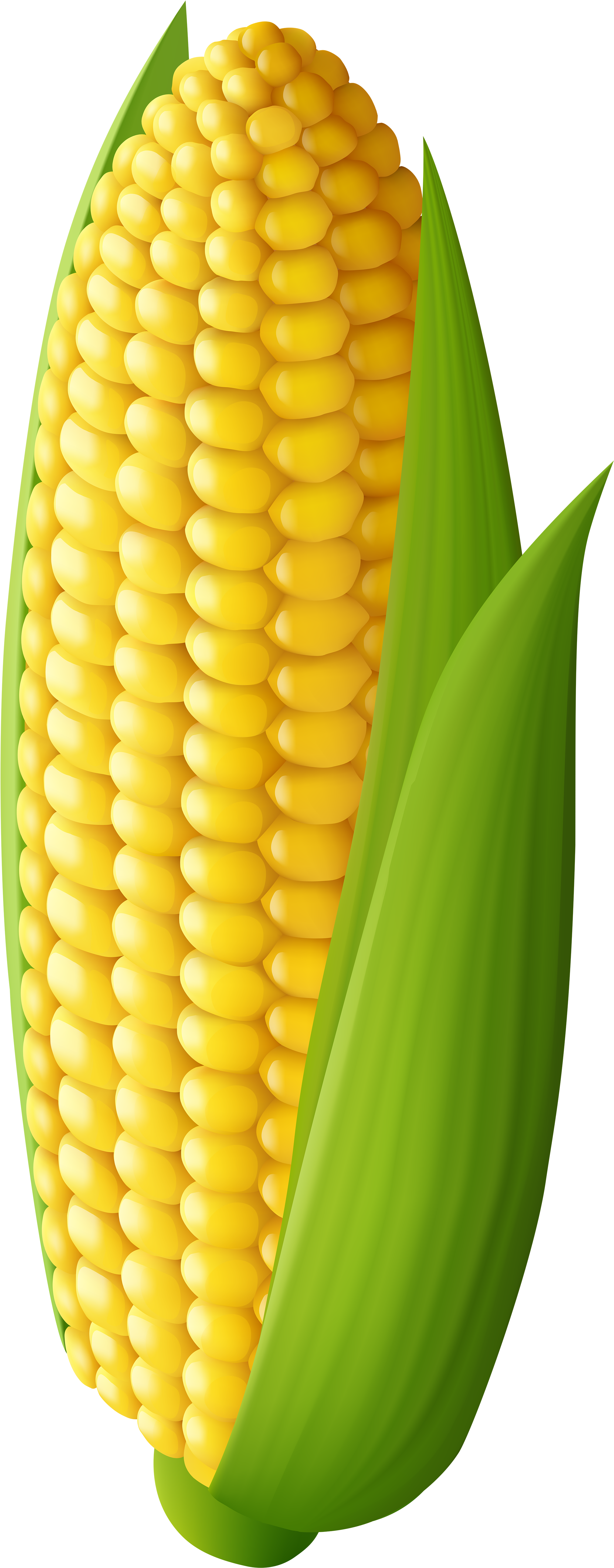 Detail Corn Clipart Nomer 23