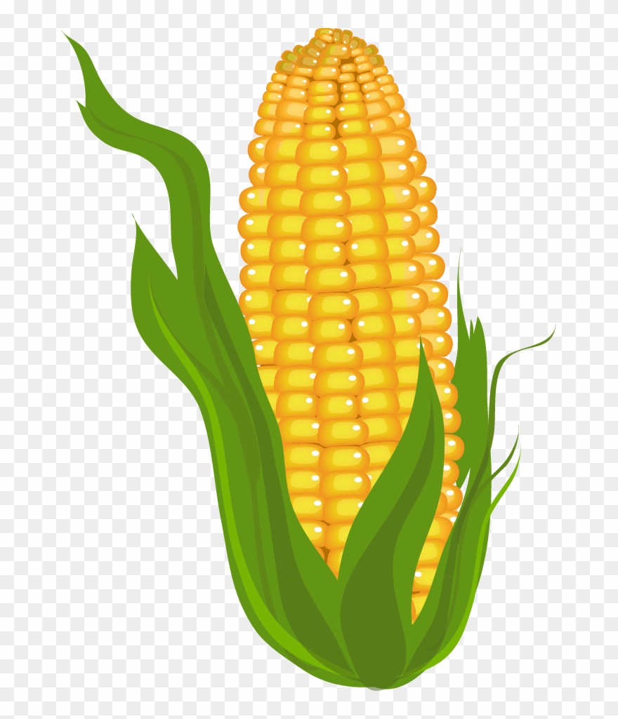 Detail Corn Clipart Nomer 7