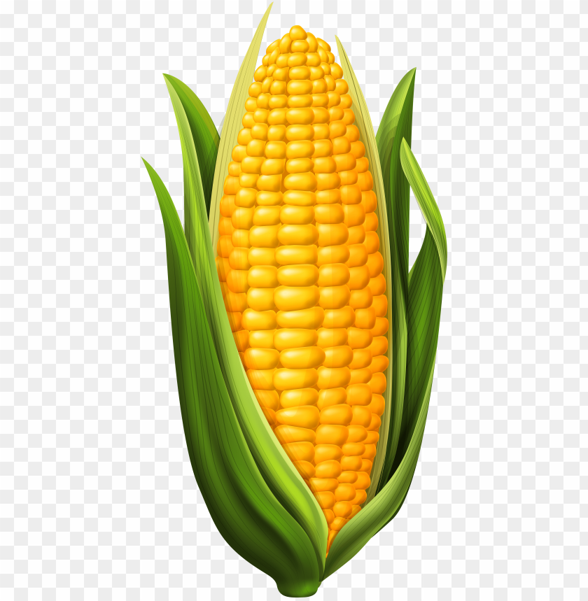 Detail Corn Clipart Png Nomer 3