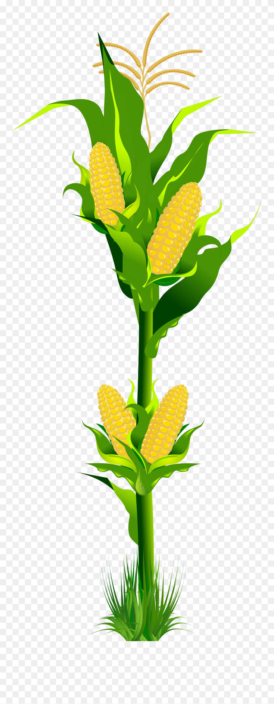 Detail Corn Clipart Png Nomer 27