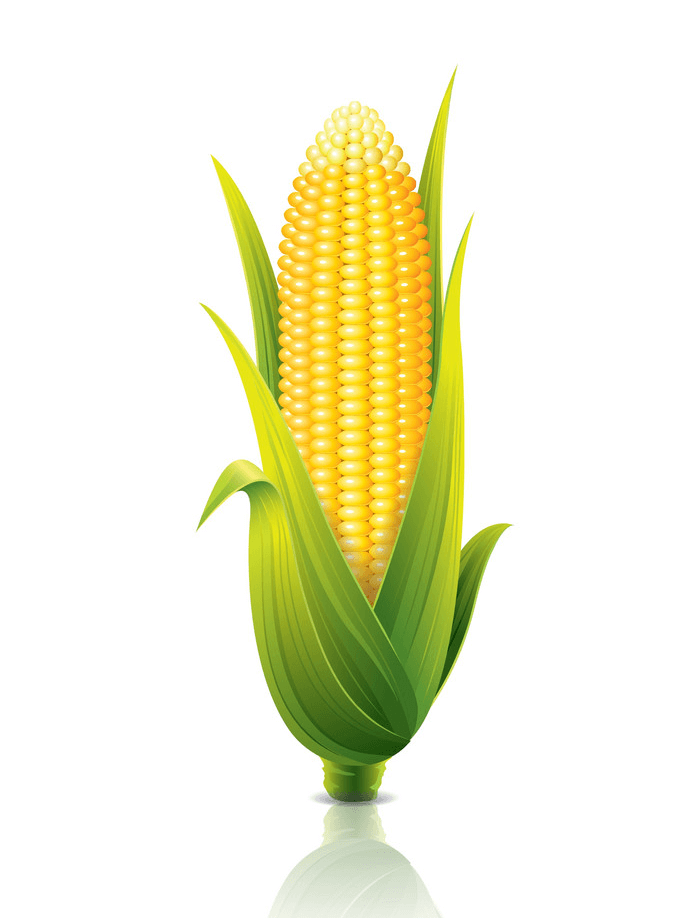 Detail Corn Clipart Png Nomer 43