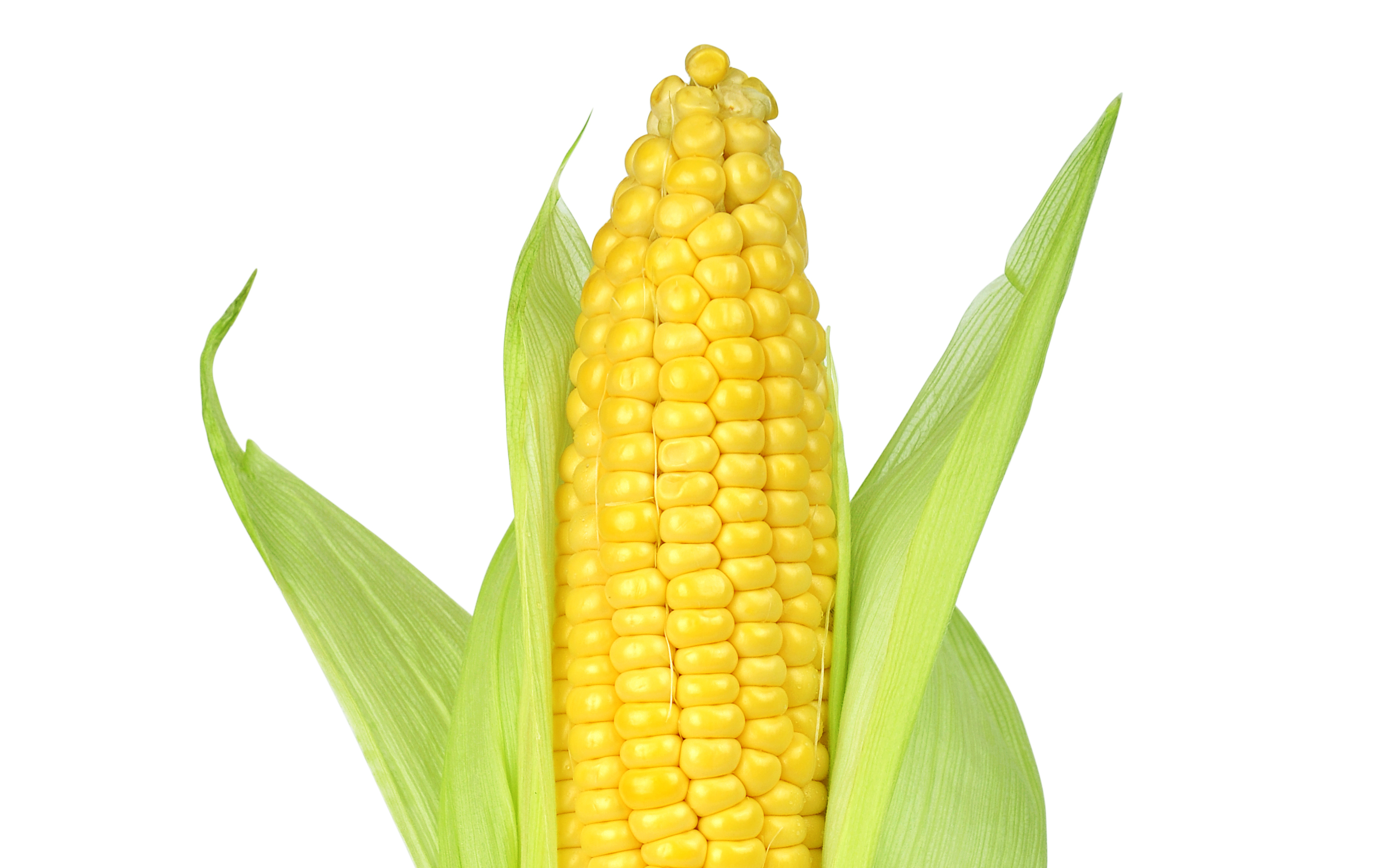 Detail Corn Images Nomer 6