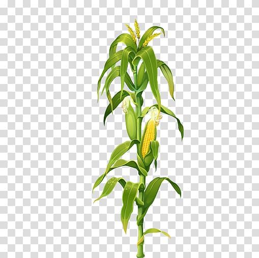 Detail Corn Plant Png Nomer 2